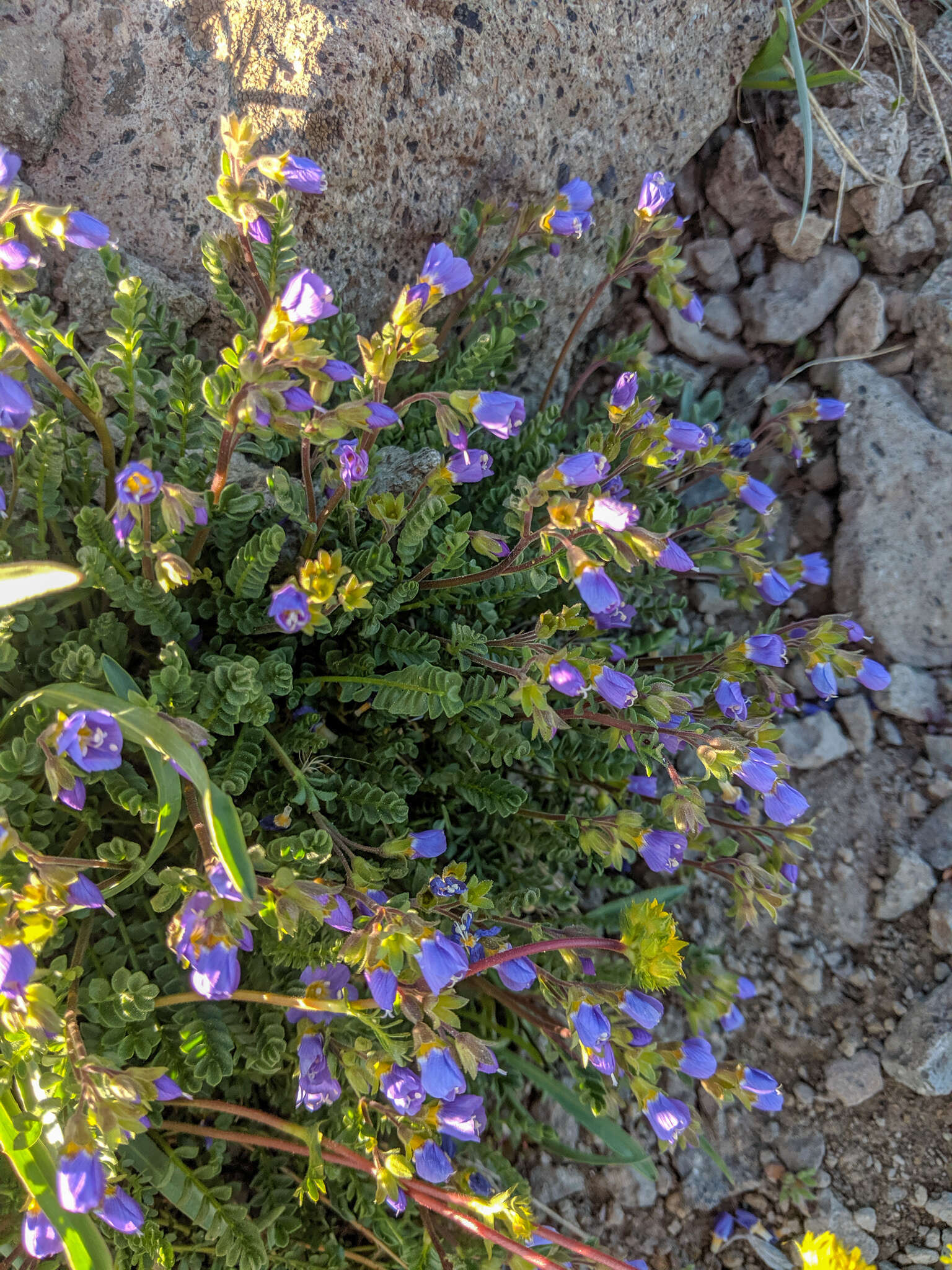 Image de Polemonium pulcherrimum subsp. pulcherrimum