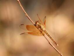 Neurothemis stigmatizans (Fabricius 1775) resmi