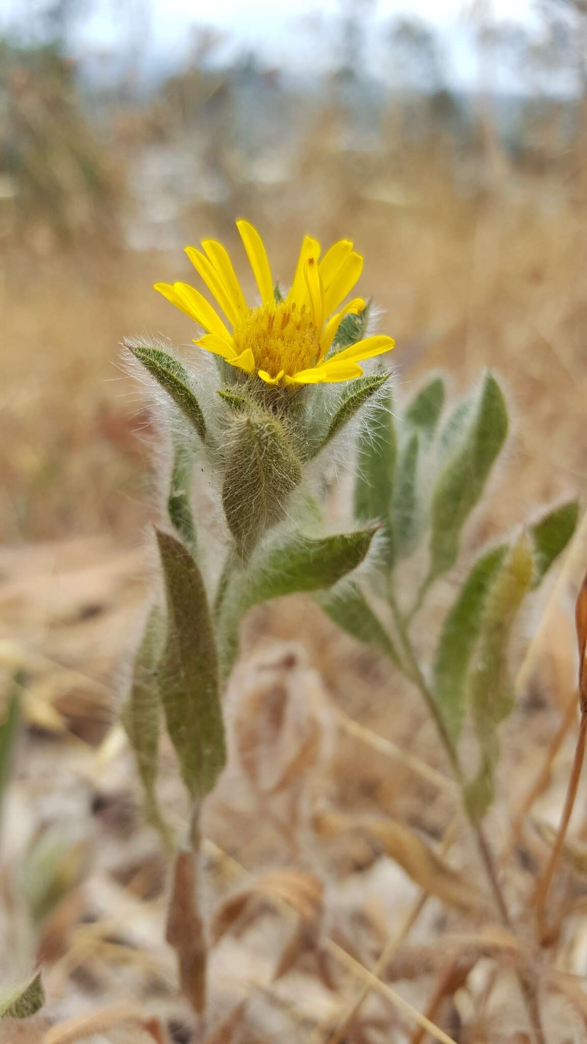 Imagem de Heterotheca sessiliflora (Nutt.) Shinners