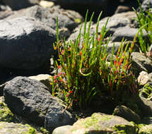 Image of Salicornia neei Lagasca