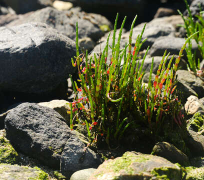 Image of Salicornia neei Lagasca