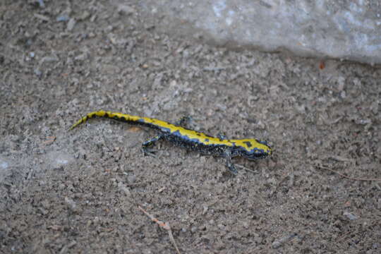 Image of Ambystoma macrodactylum Baird 1850