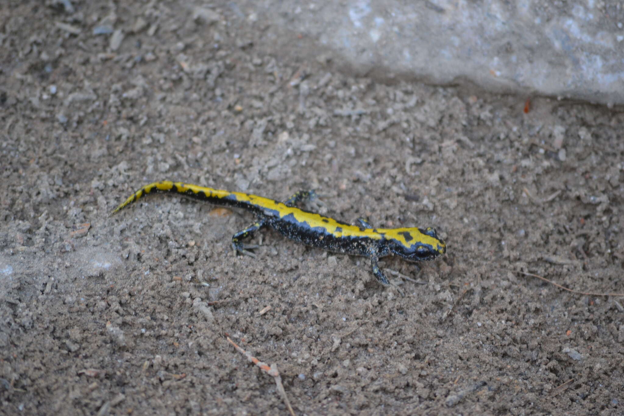 Image of Ambystoma macrodactylum Baird 1850