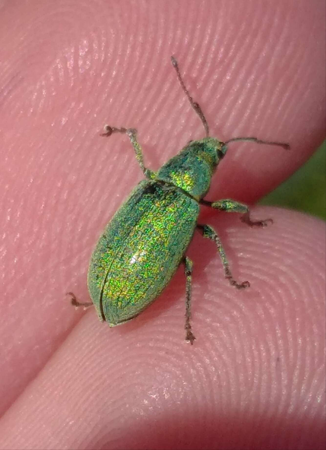 Plancia ëd Phyllobius (Phyllobius) thalassinus Gyllenhal 1834