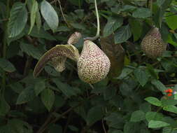 Image of mottled dutchman's pipe