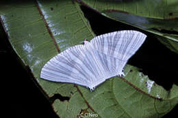 Image of Strophidia caudata Fabricius 1781