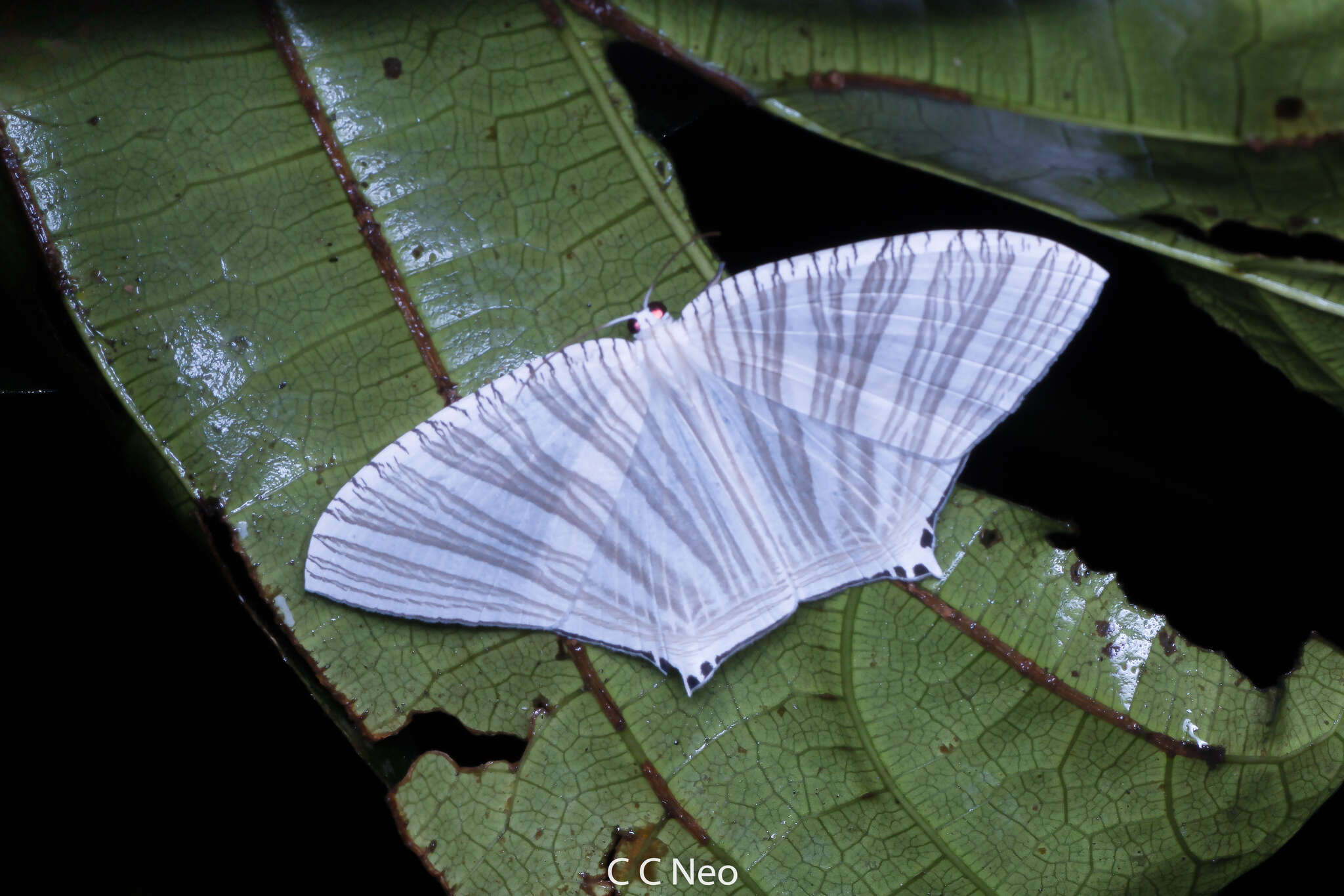 Слика од Strophidia caudata Fabricius 1781