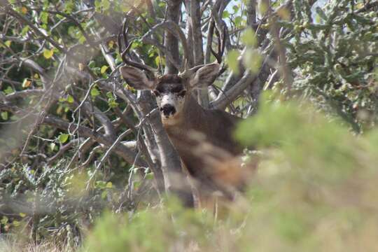 Image of Odocoileus hemionus peninsulae (Lydekker 1898)