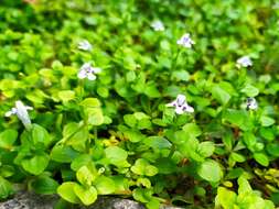 Image of Lindernia rotundifolia (L.) Alston