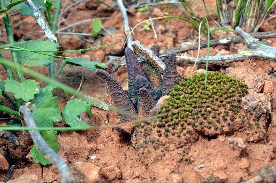 Image of Haworthiopsis sordida var. sordida