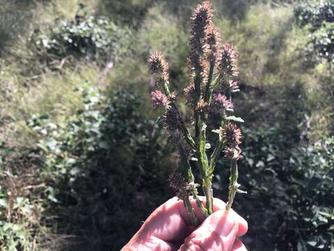 Image of Pterocaulon redolens