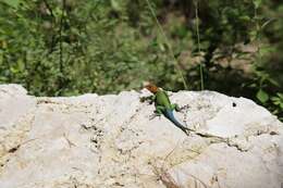 Image of Guatemalan Emerald Spiny Lizard