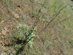 Image of Linaria dalmatica subsp. dalmatica