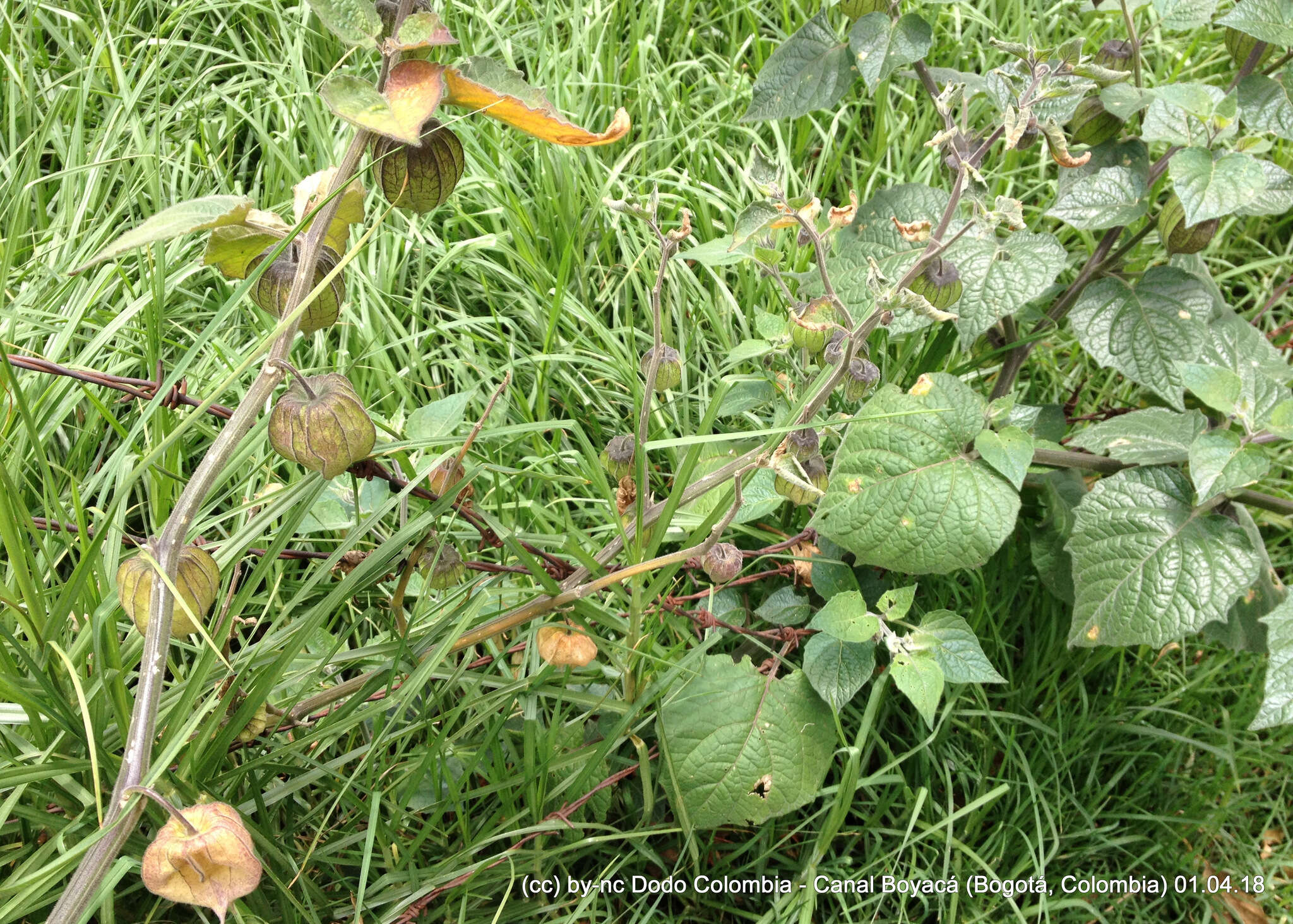 Image of Peruvian groundcherry