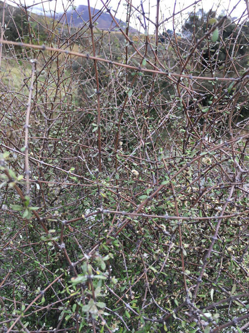 Image of Olearia odorata Petrie