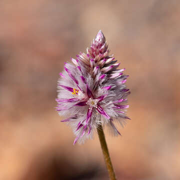 Image of Ptilotus leucocoma (Moq.) F. Muell.