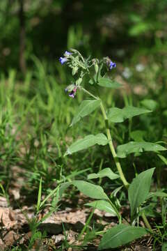 Plancia ëd Pulmonaria mollis Hornem.