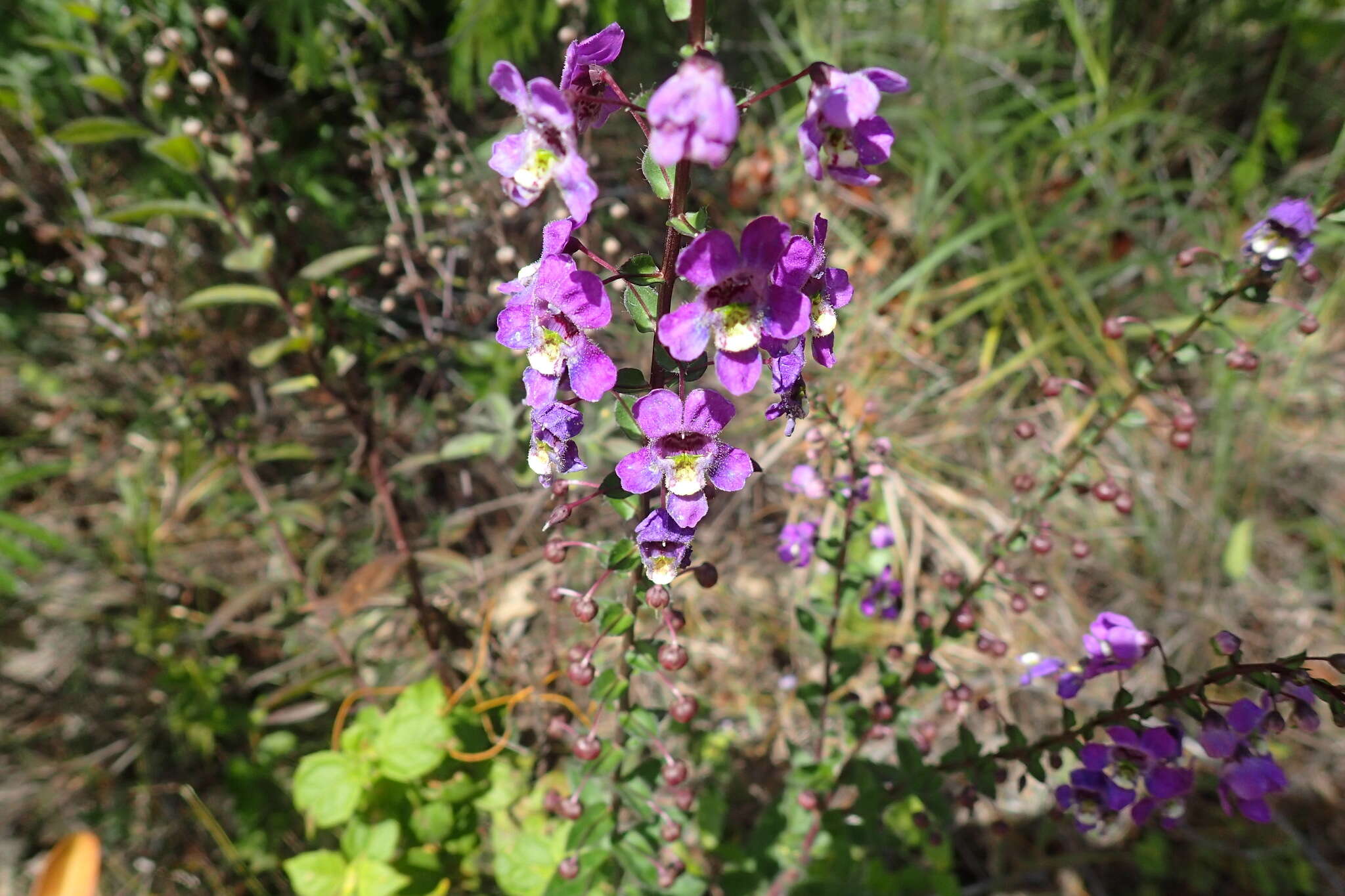 Слика од Angelonia ciliaris Robinson