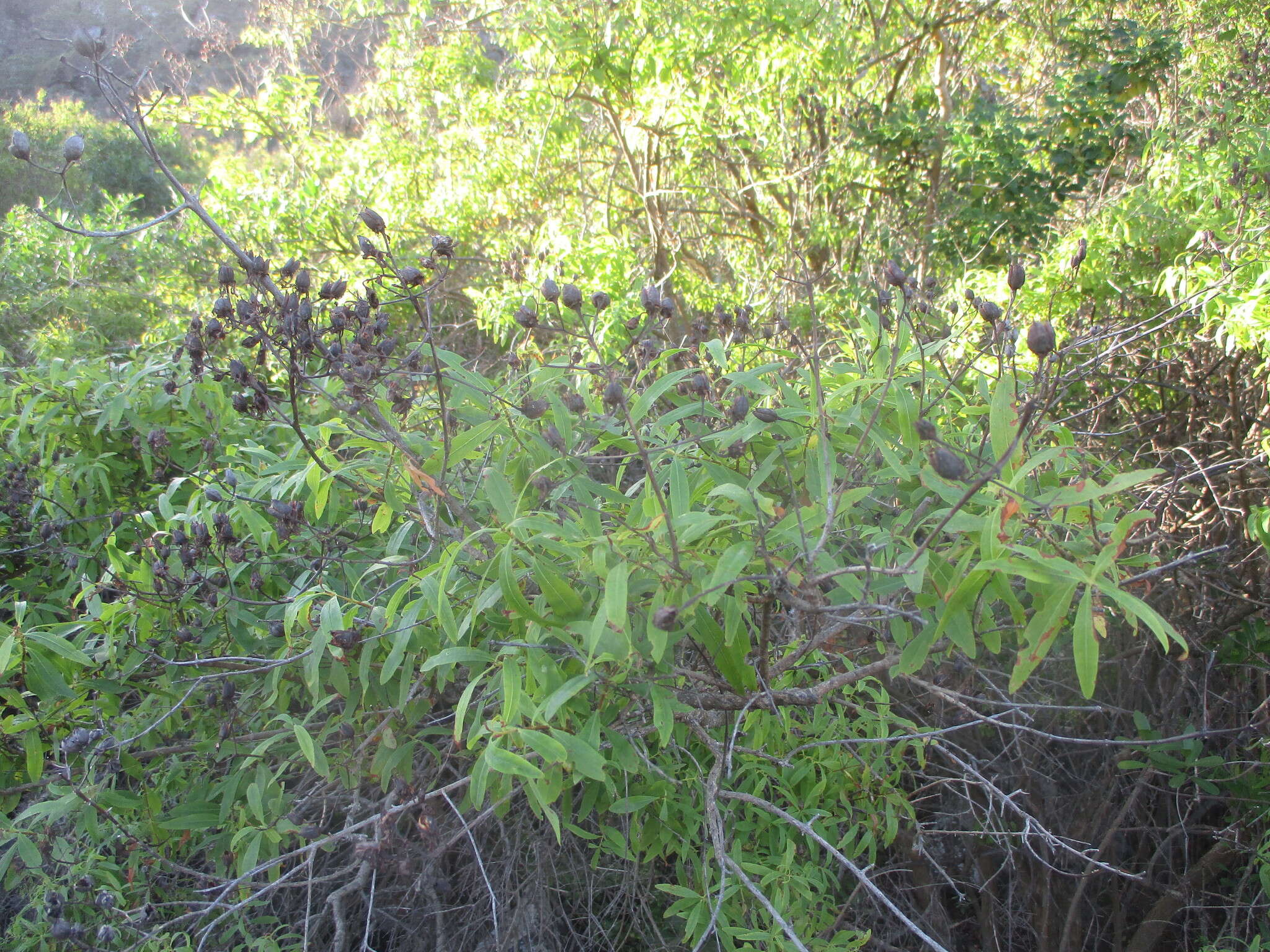 Imagem de Hypericum canariense L.