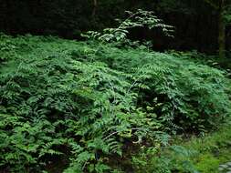 Слика од Rubus cockburnianus Hemsl.