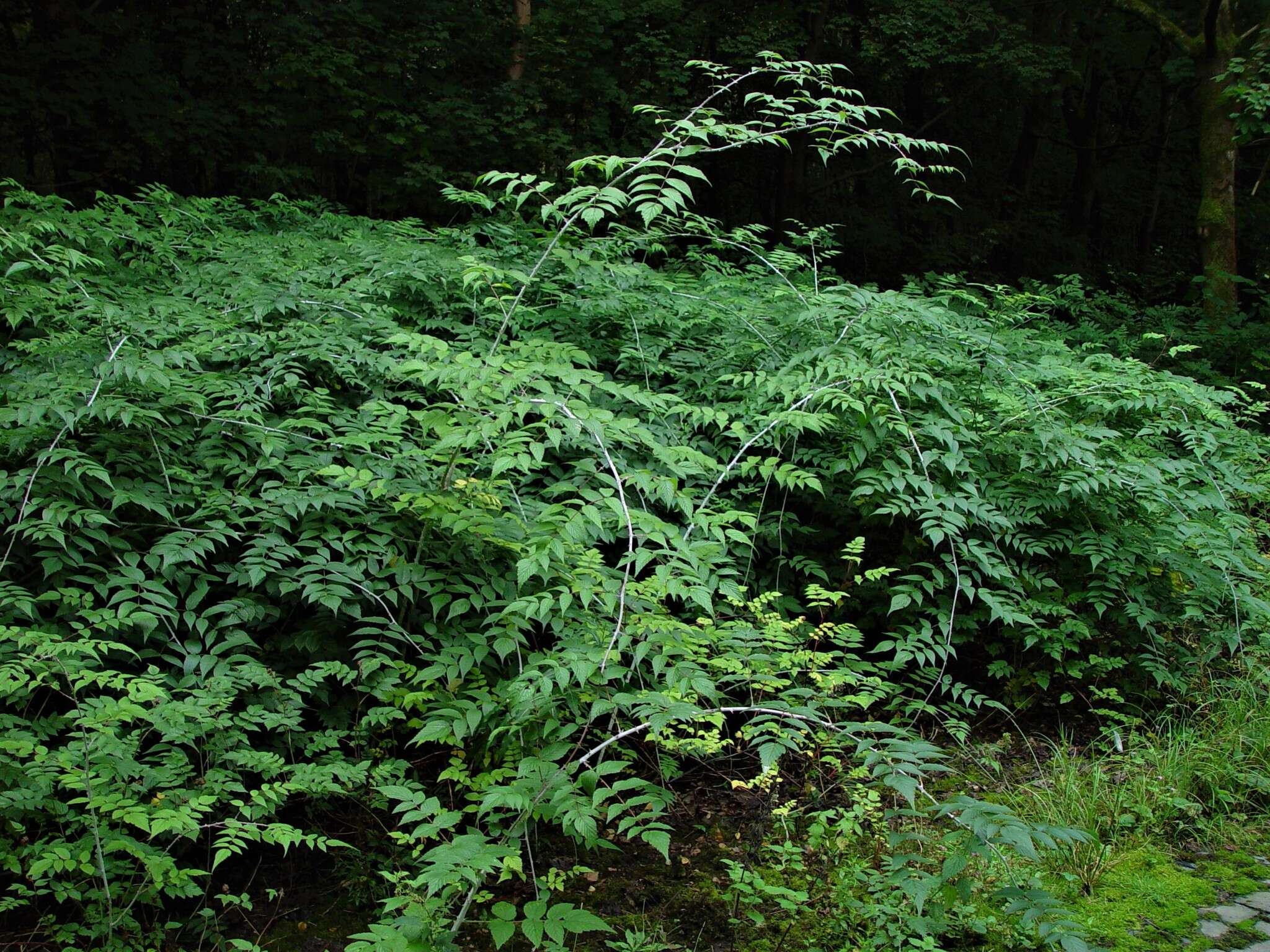 Слика од Rubus cockburnianus Hemsl.