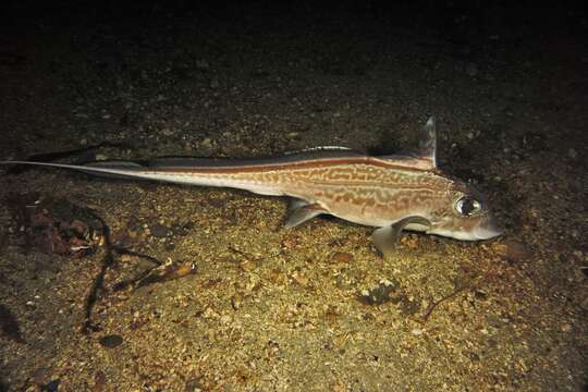 Image of Chimaera