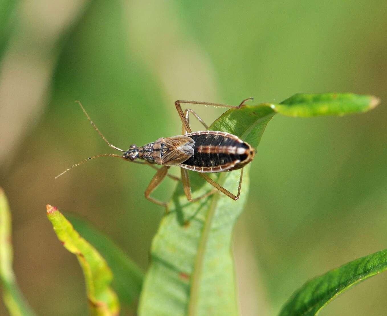 Image of Nabis flavomarginatus Scholtz 1847