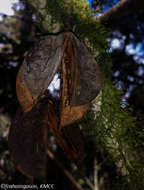 Image of Sloanea rhodantha (Bak.) Capuron