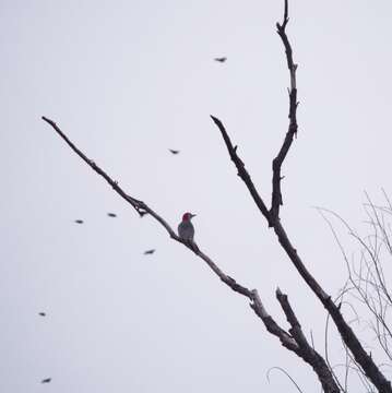 Image of Red-bellied Woodpecker