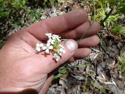 Plancia ëd Pseudoarabidopsis toxophylla (M. Bieb.) Al-Shehbaz, O'Kane & R. A. Price