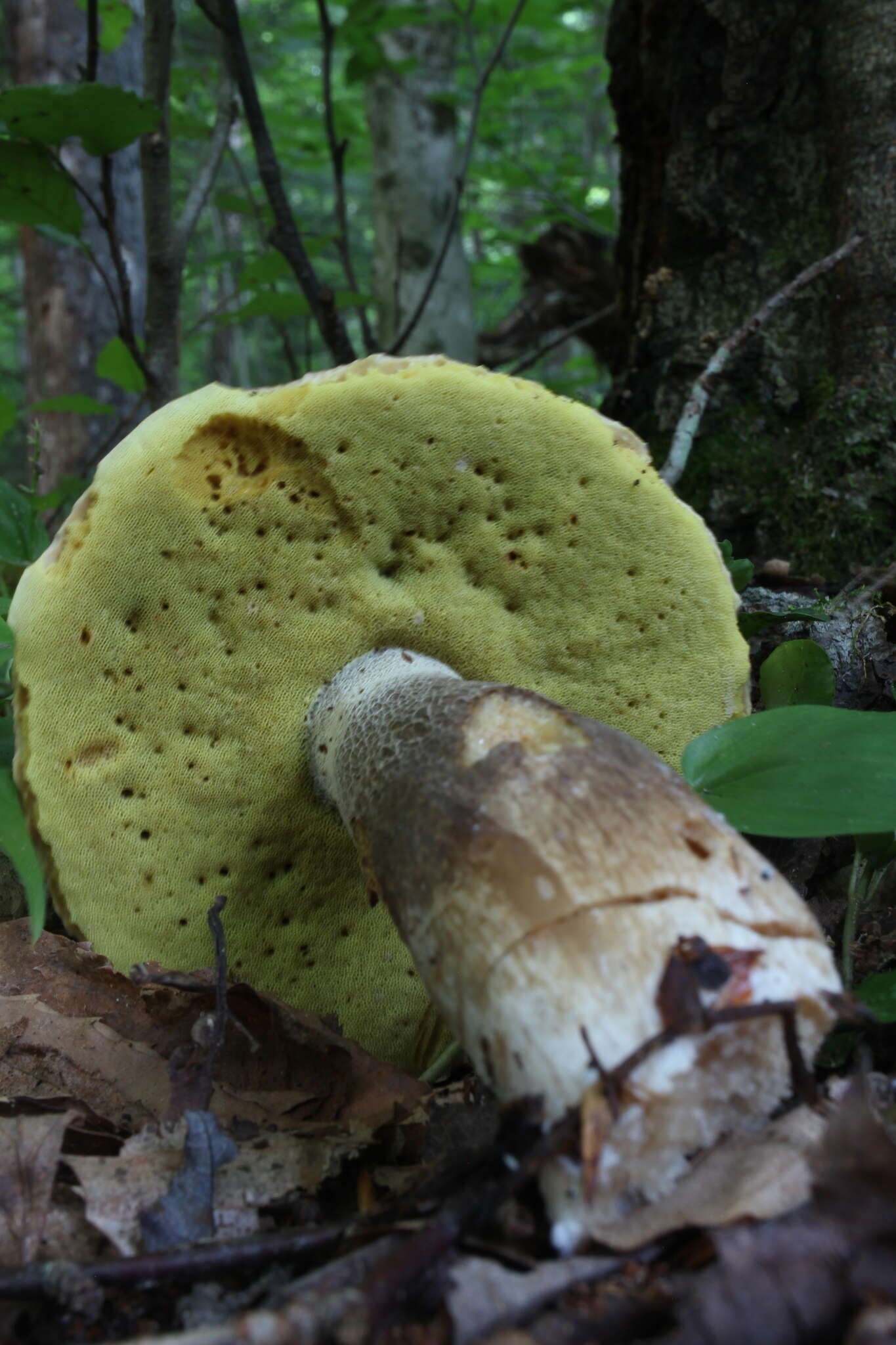 Image of Boletus variipes Peck 1888