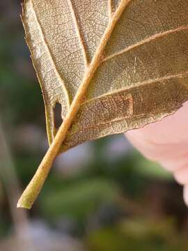 Sivun Stigmella corylifoliella (Clemens 1861) Wilkinson et al. 1979 kuva