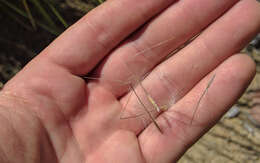 Image of desert needlegrass