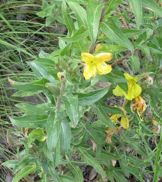 Image of Hooker's evening primrose