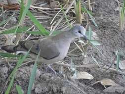 Image of Black-billed Dove