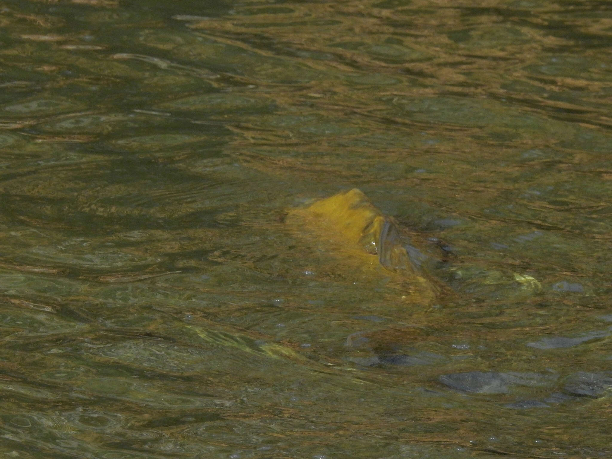 Image of Common carps