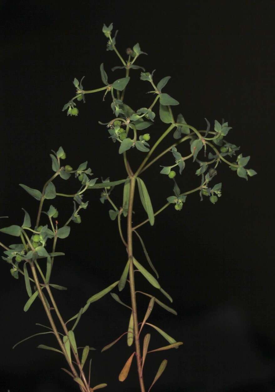 Слика од Euphorbia peplidion Engelm.