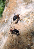 Image of Camponotus cruentatus (Latreille 1802)