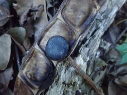 Imagem de Mucuna macrocarpa Wall.