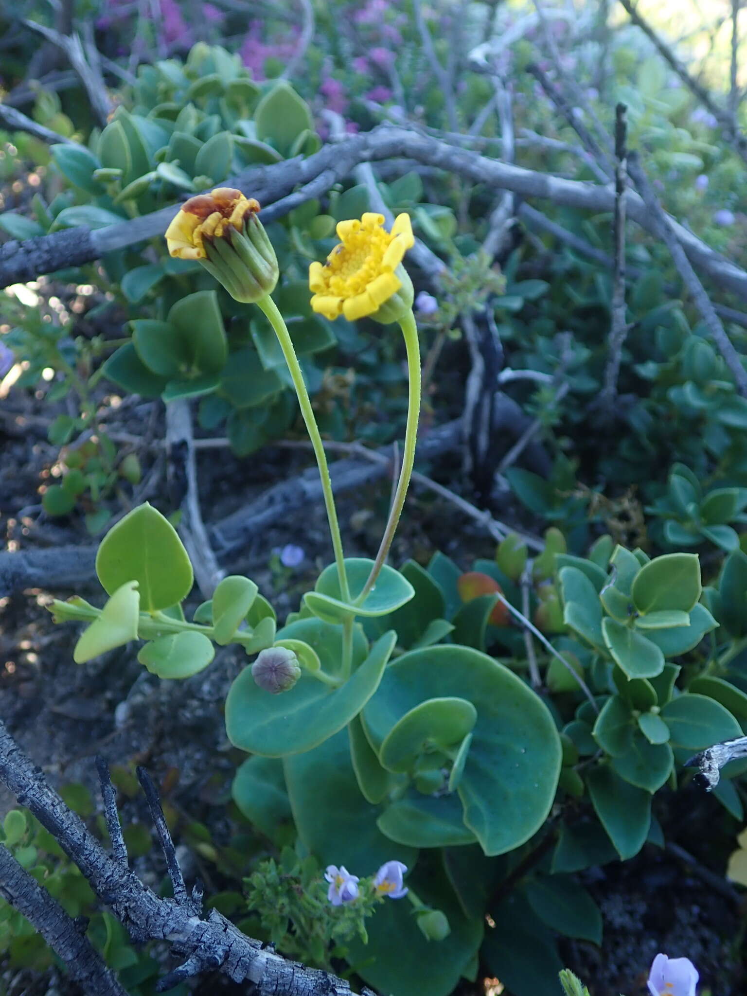 Image of Othonna rufibarbis Harv.