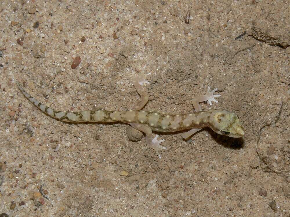 Image of White-spotted Ground Gecko WA