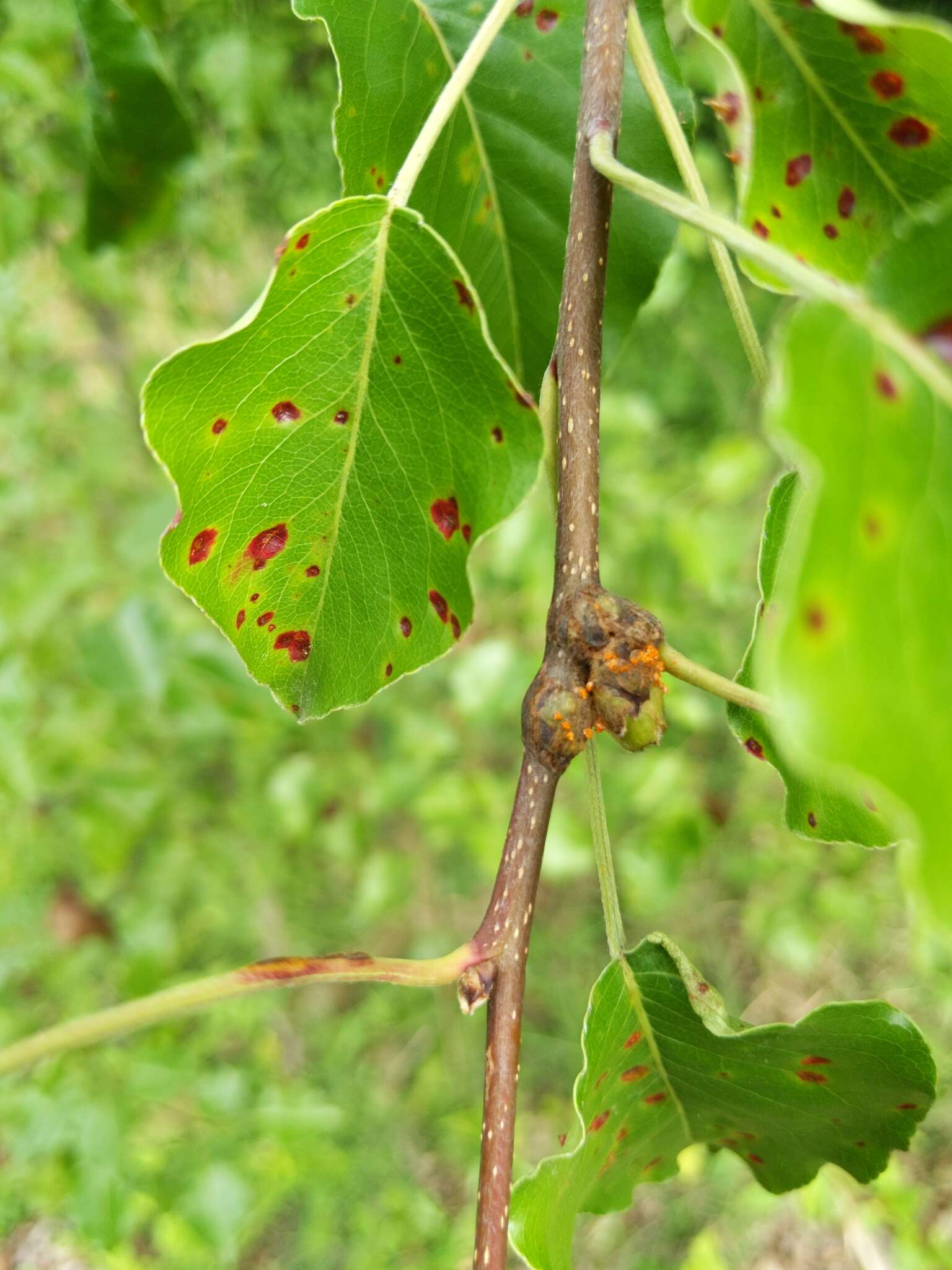 صورة Gymnosporangium clavipes Cooke & Peck 1873