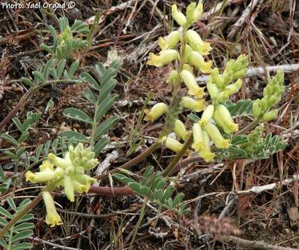 Sivun Astragalus gibbsii Kellogg kuva