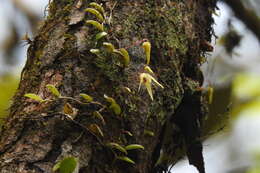 Image of Bulbophyllum drymoglossum Maxim.