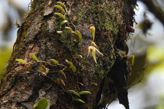 Plancia ëd Bulbophyllum drymoglossum Maxim.