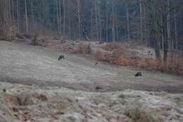 Image of European mouflon