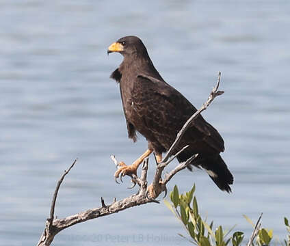 Image of Cuban Black Hawk