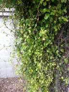 Image of maidenhair vine