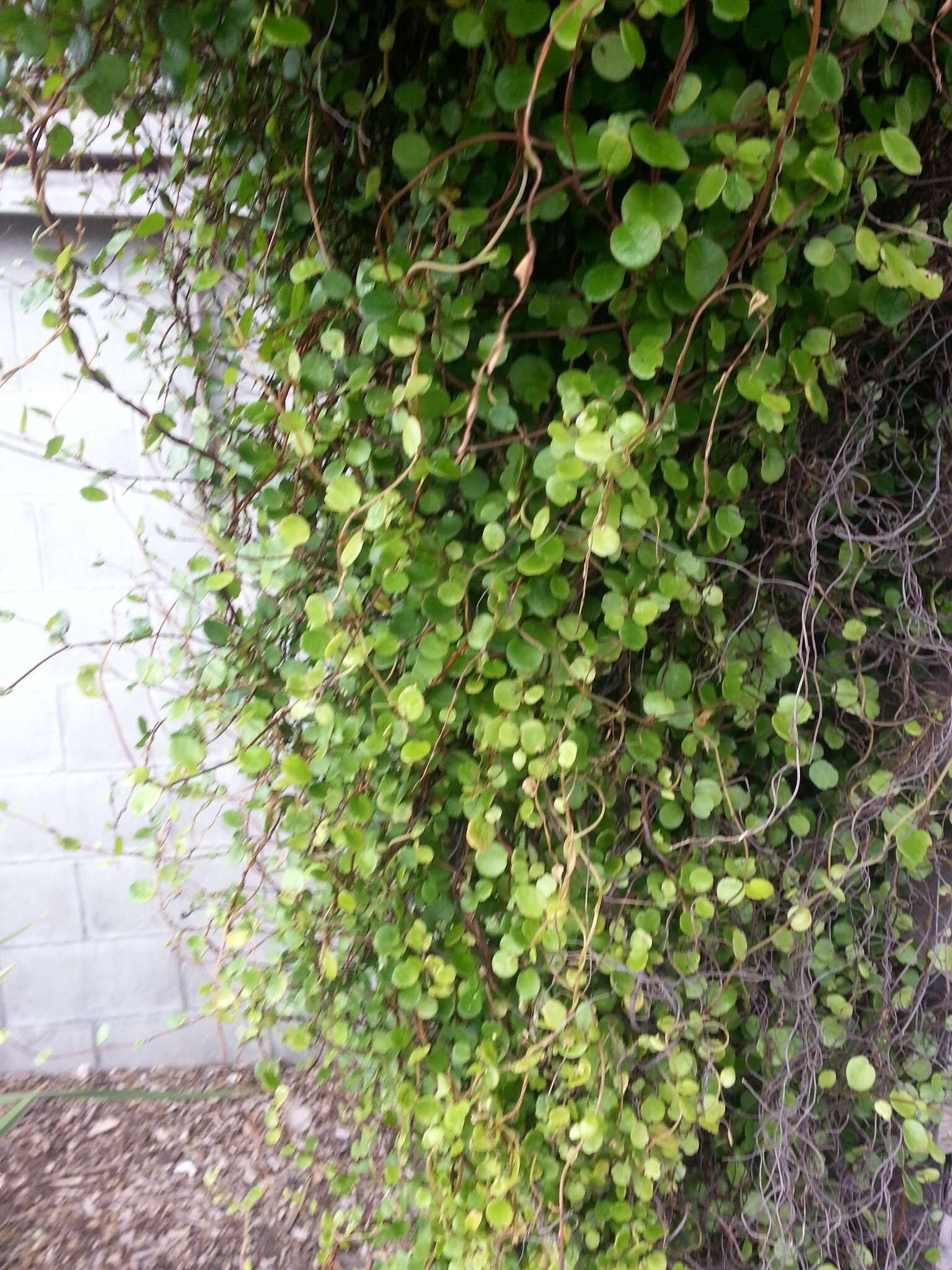 Image of maidenhair vine