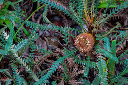 Image of Banksia dallanneyi A. R. Mast & K. R. Thiele